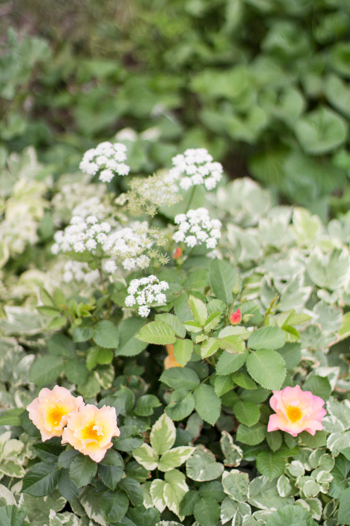 queen-annes-lace-flowers