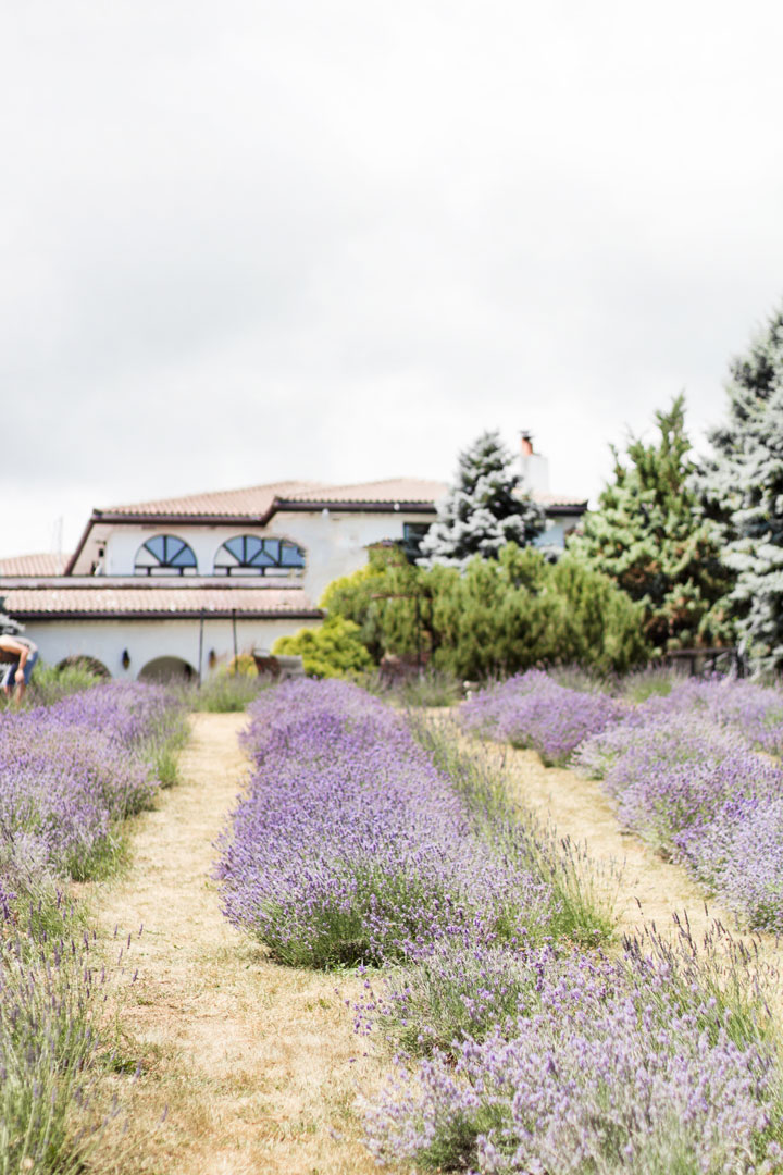 weirs-lane-lavender-10