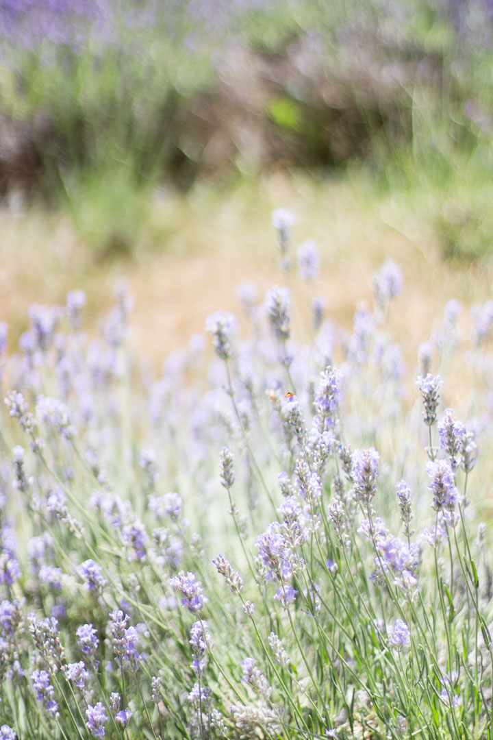 weirs-lane-lavender-2