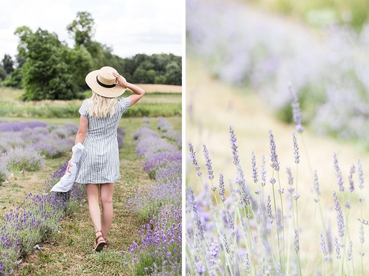 weirs-lane-lavender-4